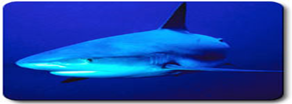 shark_week_discovery.png - 157.42 kB